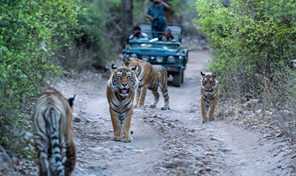 Golden Triangle With Jim Corbett Tour From Delhi