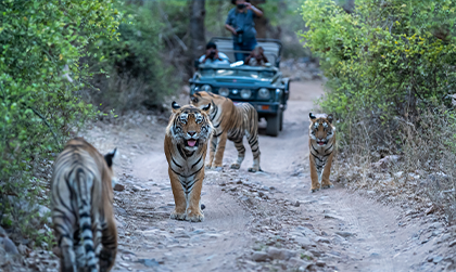4 Day Golden Triangle with Ranthambore Tour from Delhi