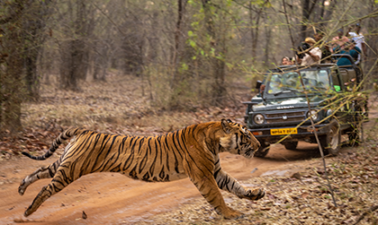 4 Day Golden Triangle with Ranthambore Tiger Safari Tour