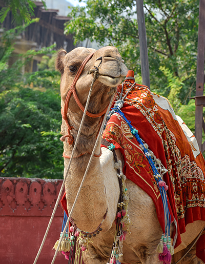 15 Days Rajasthan Heritage Tour from Delhi